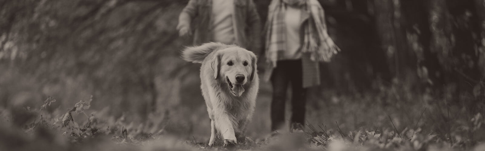 shutterstock_236087458-edited