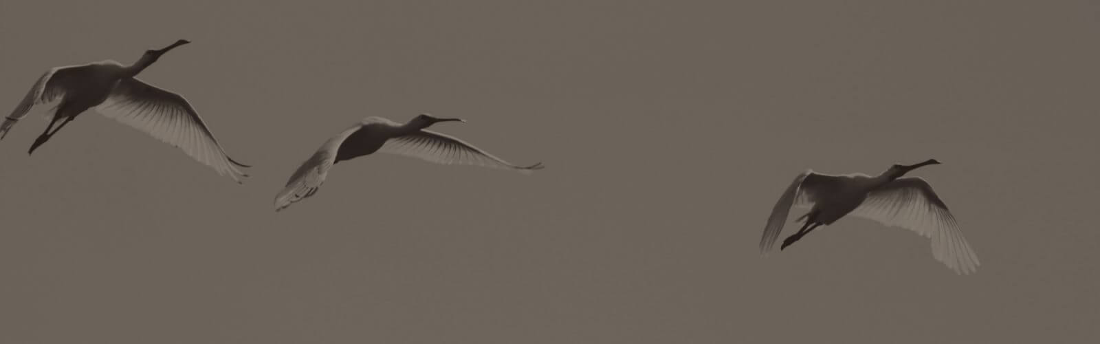 3 birds flying - fall migration destinations